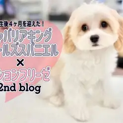 【 MIXキャバリア×ビション 】生後4ヶ月を迎えた天性のアイドルキャバション!