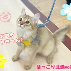 【 ほっこり北通vol.207 】リードデビュー!遊び上手なソマリちゃん
