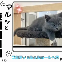 【 マルっと東川口日和No.57 】クールさと可愛さを両立したブリちゃん登場!