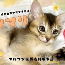 【 ソマリ 】特別な甘え方で虜にするソマリが板橋区にあるペットショップに登場!