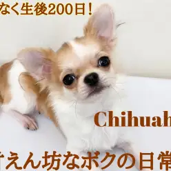 【 チワワ 】祝・生後200日!小さめ鮮やかレッドが眩しい甘えん坊プリンス!