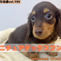 【 ほっこり北通vol.195 】深みのあるチョコタンカラーの甘えん坊王子様入店!