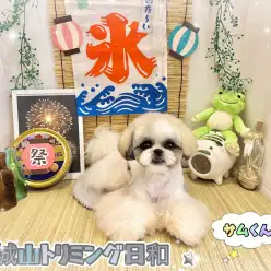 【 城山トリミング 】城山トリミング日和 No.25『サムちゃん』