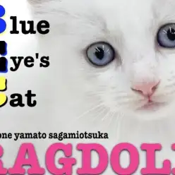 【 ラグドール 】未来の美しさを秘めた優雅と純真を持つブルーポイントバイカラー