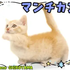 【 マンチカン 】短足好き必見!甘えん坊の短足マンチがやってきた!