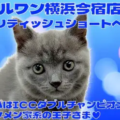 【 ブリティッシュショートヘア 】パパはICCダブルチャンピオンの丸顔ニャンコ!