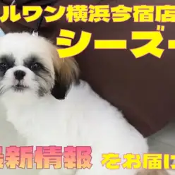 【 シーズー 】今宿店の癒し担当!ペチャ顔わんこのお散歩デビューに密着!