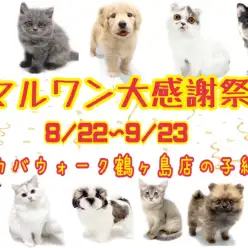 【 お知らせ 】大感謝祭がスタート!ワカバウォーク鶴ヶ島っ子紹介