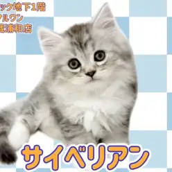 【 サイベリアン 】美しいシルバータビー&ホワイトの男の子が埼玉浦和に登場