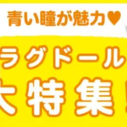 【 ラグドール特集 】8/7現在在店中のぬいぐるみにゃんこ!最新動画付き!