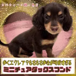 【 ミニチュア・ダックスフント 】歩くモカエクレア!チョコダックス