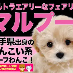 【 MIX 】可愛いすぎる注意報発令!!ぬいぐるみ系エアリーマルプー!