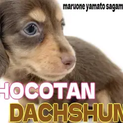 【 ダックスフント 】チョコタンの短足ガール！愛らしい顔と好奇心旺盛な性格に注目