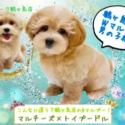 【 MIX 】鶴ヶ島店のWマルプーをご紹介!男の子編