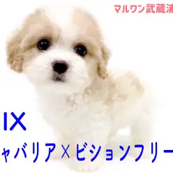 【 キャバション 】キャバリアとビションの希少なMIX!小さめサイズの女の子