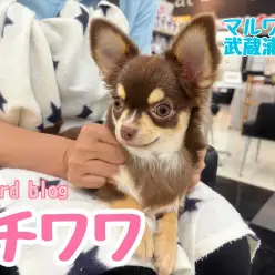 【 チワワ 】大人気チョコレートタンカラーの女の子!お利口さんに成長中