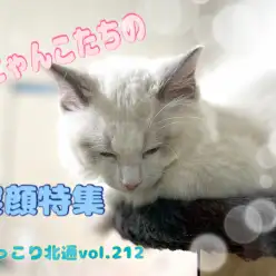 【 ほっこり北通vol.212 】 猫ちゃんたちの幸せ夢時間