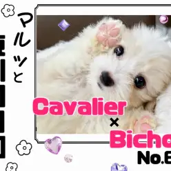 【 マルっと東川口日和No.67 】短めマズルの癒し系キャバション登場！