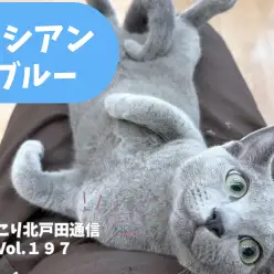 【 ほっこり北通Vol.197 】気品溢れる脱力系甘えん坊ロシアンブルーくん