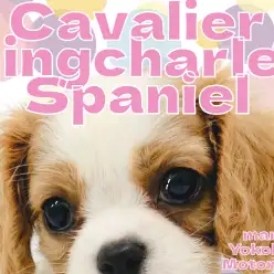 【 キャバリア 】王道アイドル横浜元町に登場!【 キングチャールズスパニエル 】