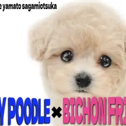 【 MIX 】癒しと可愛さの最前線！プードルとビションのミックス、ビションプー！