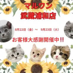 【 お知らせ 】お客様大感謝祭開催中!マルワン武蔵浦和店の子猫をご紹介