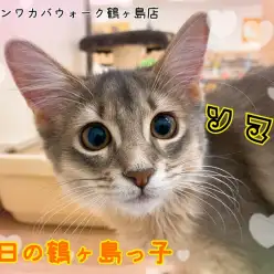 【 今日の鶴ヶ島っ子  】 ふみふみ大好きソマちゃんのご紹介!