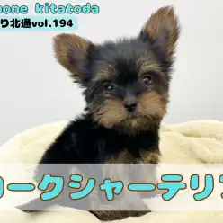 【 ほっこり北通vol.194 】埼玉県に手乗りサイズのミニマムヨーキー登場!