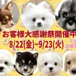 【 お知らせ 】お客様大感謝祭開催中!マルワン武蔵浦和店の子犬をご紹介