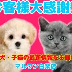 【 お知らせ 】お客様大感謝祭開催中!マルワン横浜白楽店のわんにゃんをご紹介