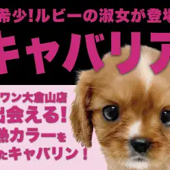 【 キャバリア 】超希少!ルビーカラーを身にまとったフレンドリープリンセス!