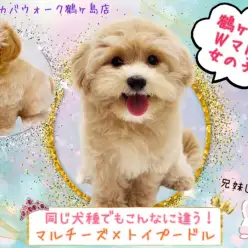 【 MIX 】鶴ヶ島店のWマルプーをご紹介!女の子編