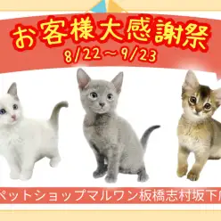 【 お知らせ 】お客様大感謝祭開催!マルワン板橋志村坂下店のネコちゃんをご紹介!