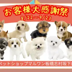 【 お知らせ 】お客様大感謝祭開催!マルワン板橋志村坂下店のワンちゃんをご紹介!