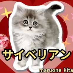 【 サイベリアン 】ハリウッド級の美しさを誇る穏やかな甘えん坊にゃんこ入店!