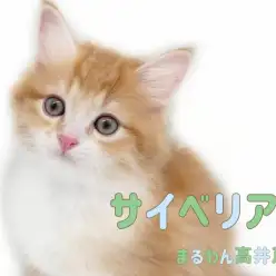 【 サイベリアン 】息をのむほどに美しいお顔の男の子は超甘えん坊な癒し系!