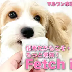 【 キャバション 】おりこうわんこ奮闘劇!さらなる高みへ「取ってこい」に挑戦!