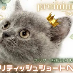 【 ブリティッシュショートヘア 】両親はチャンピオン!完璧なルックスで皆が虜に!