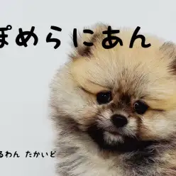 【 ポメラニアン 】これぞタヌキ顔!とっても可愛い個性派ポメラニアン登場!!