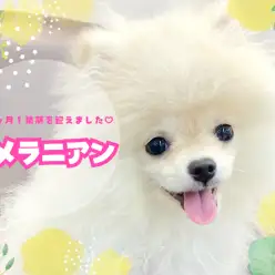 【 ポメラニアン 】猿期を迎えた志村坂下店のポメちゃん!貴重な姿をご覧あれ!