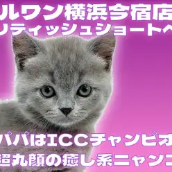 【 ブリティッシュショートヘア 】超丸顔!ブルーの被毛が美しい良血統の美少女!