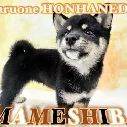 【 豆柴 】お店に来て3週間!環境慣れ抜群の丸くて小柄な麻呂眉プリンセス!