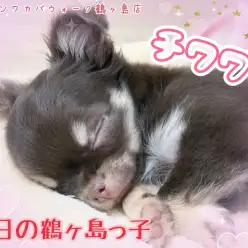 【 今日の鶴ヶ島っ子  】 可愛いチワワちゃんのご紹介!