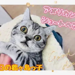 【 今日の鶴ヶ島っ子 】甘え上手のアメちゃんのご紹介！