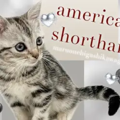 【 アメリカンショートヘア 】誰もが知る人気者!美しい模様に惚れ惚れする人続出!