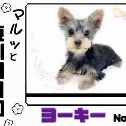 【 マルっと東川口日和No.59 】カットされて更に可愛くなったヨーキーちゃん!