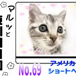 【 マルっと東川口日和No. 69 】模様の美しさにご注目!激かわアメショちゃん