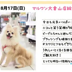 【 ポメラニアン 】笑顔が素敵!ポテンシャル高きフレンドリーなプリンセス!