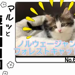 【 マルっと東川口日和No.65 】他には居ない美猫!アイドル猫ノルウェージャン
