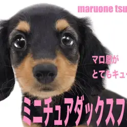 【 ミニチュアダックスフント 】艷やかなブラック&タンカラーの女の子!!